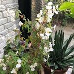 Begonia dregei Kvet