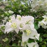 Bougainvillea × buttianaFlower