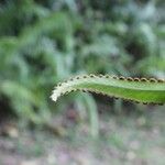 Nephrolepis abrupta Altro