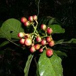 Chrysochlamys nicaraguensis Fruit