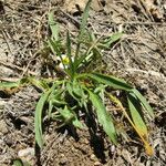 Damasonium polyspermum Muu