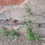 Chenopodium albumЦветок