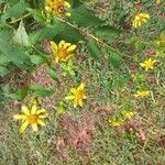 Smallanthus uvedalia Flower