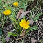 Taraxacum sect. Taraxacum Habitus