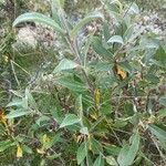 Salix glaucaLeaf