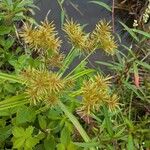 Cyperus odoratus Blatt