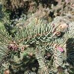 Picea retroflexa Hoja