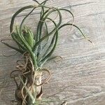 Tillandsia pruinosa Leaf