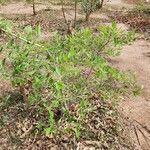 Annona senegalensis Кора