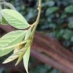 Vigna vexillata Folha