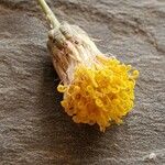 Bebbia juncea Bleunienn