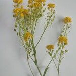 Aurinia saxatilis Flower