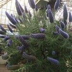 Echium webbii Хабит