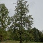 Alnus cordata Costuma