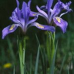 Iris missouriensis Flor