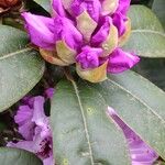 Rhododendron catawbiense Ostatní