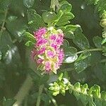 Sarcopoterium spinosum Flower