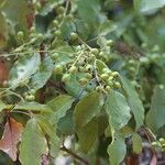 Sorindeia juglandifolia Frukto