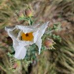 Argemone albiflora फूल