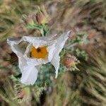 Argemone albiflora Flower