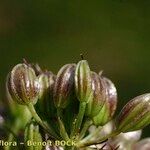 Mutellina adonidifolia 果実