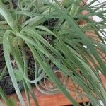 Albuca namaquensis Bark