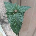Mikania scandens Fuelha