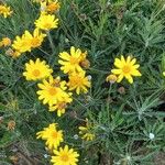 Euryops pectinatus Floro