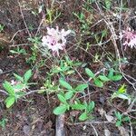 Rhododendron canescens Habitatea