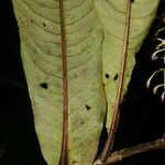 Ardisia auriculata Blad