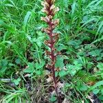 Orobanche hederae Habitat