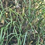 Brassavola tuberculata Hoja