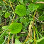 Cynanchum insipidum Blatt