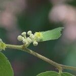 Ziziphus mucronata പുഷ്പം