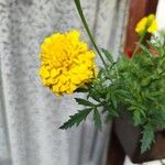 Tagetes erectaFlower