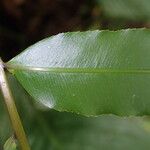 Stenochlaena tenuifolia Fulla