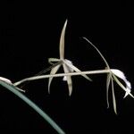 Brassavola martiana Flower