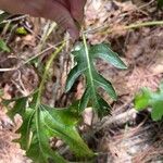 Silphium asteriscus Leaf