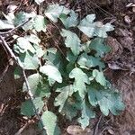 Toxicodendron diversilobum Leaf
