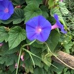 Ipomoea indicaЦветок