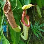 Nepenthes mirabilis Beste bat