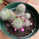 Mammillaria zeilmanniana Flower