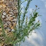 Conyza bonariensis 其他