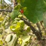 Cissampelos pareira Feuille