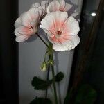 Pelargonium zonaleCvet