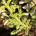 Achillea odorata পাতা