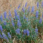 Lupinus formosus Habit