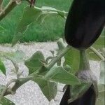 Solanum melongena Fruit