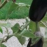 Solanum melongena Φρούτο