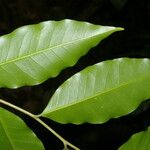 Aspidosperma rigidum Leaf